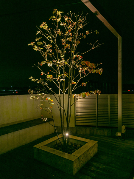 ガーデンプラス宇都宮の夜のライトアップした樹木