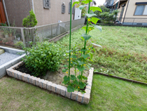 お庭の一部に設けた菜園スペース