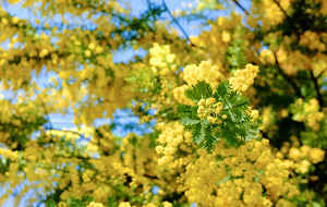 黄色いふわふわとした花が特徴的なミモザ