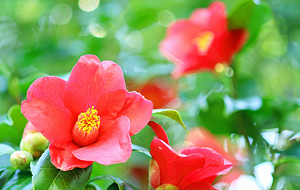 光沢のある葉と赤色の花が特徴的なツバキ