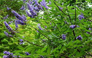 夏に涼し気な青の花を咲かせるセイヨウニンジンボク