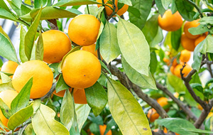 食べやすい大きさの甘い実が生る温州ミカン