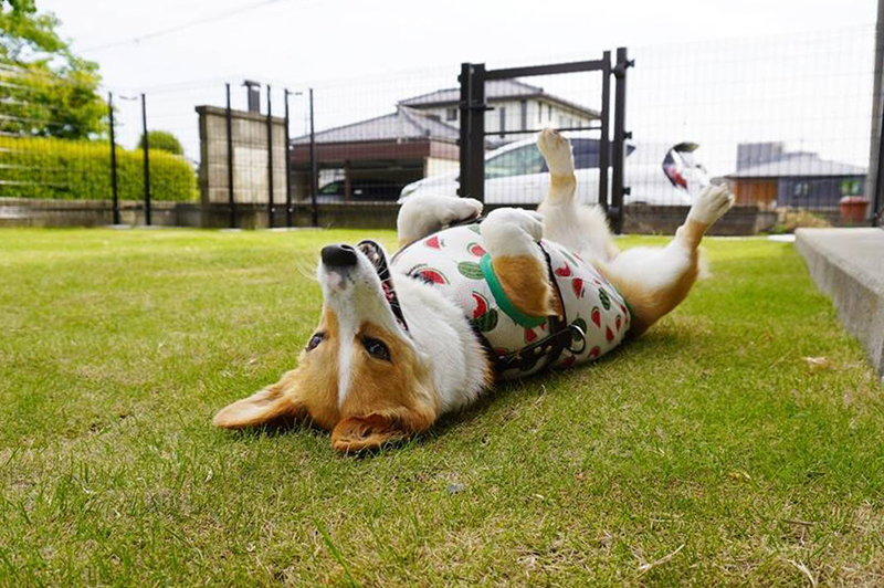 お庭で遊ぶわんちゃん