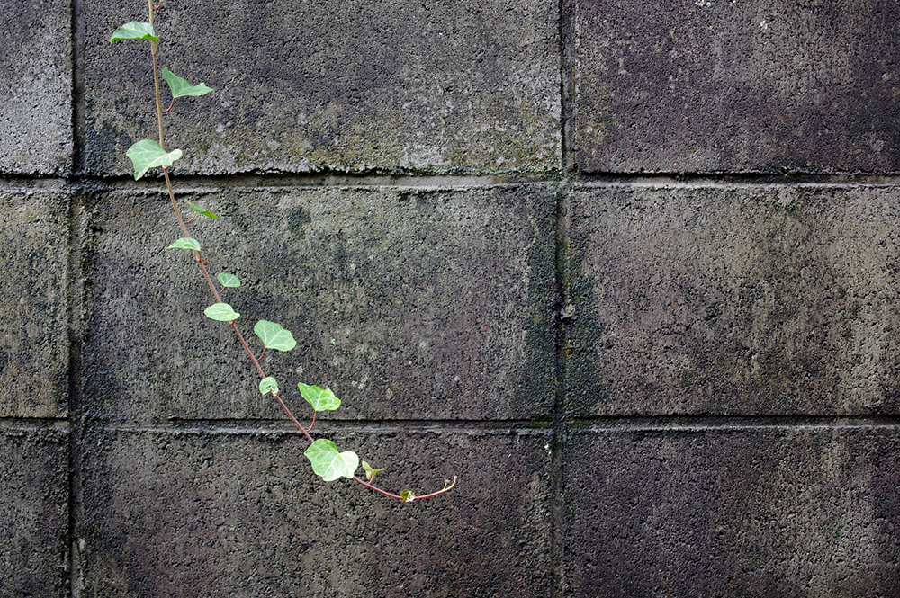 コンクリートブロックのカビ・コケ