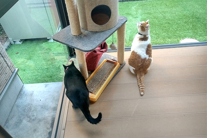 上の写真の内側の様子。猫ちゃんたちの遊び場としてご利用いただいています。
