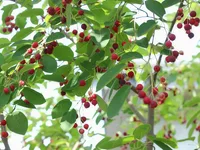 ジューンベリー