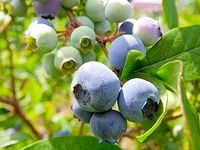 ブルーベリー