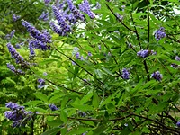 セイヨウニンジンボク