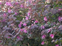 紅葉トキワマンサク