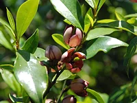 カラタネオガタマ