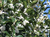 四季咲きモクセイ