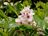 ヒメシャリンバイ