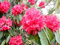 西洋シャクナゲ