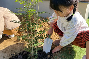 プレゼントしたシマトネリコを植樹する様子