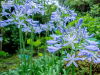 植えっぱなしで大丈夫な球根植物