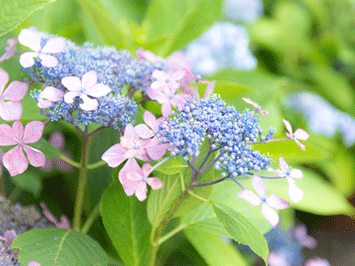 見落としがちな草花にも十分な配慮を。