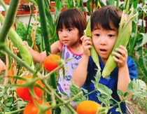 お庭で楽しむ家庭菜園