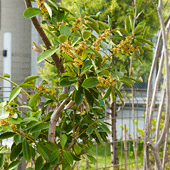 アプローチを彩る植栽