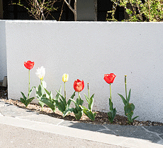 土留めに華を添える花壇