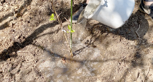 植樹後の水やりの様子