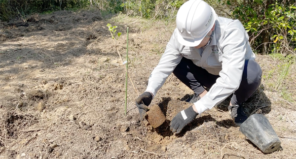 植樹の苗を取り出すスタッフ