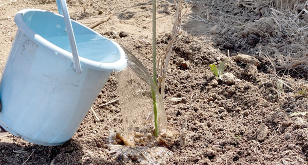 植樹したサルナシに水をあげる様子